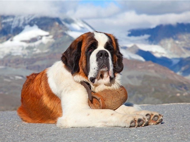 瑞士犬种类图片